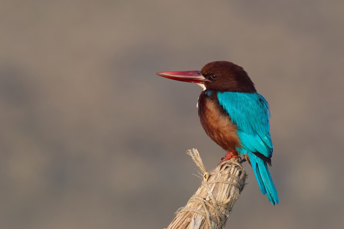White-throated Kingfisher - Sourav Mandal