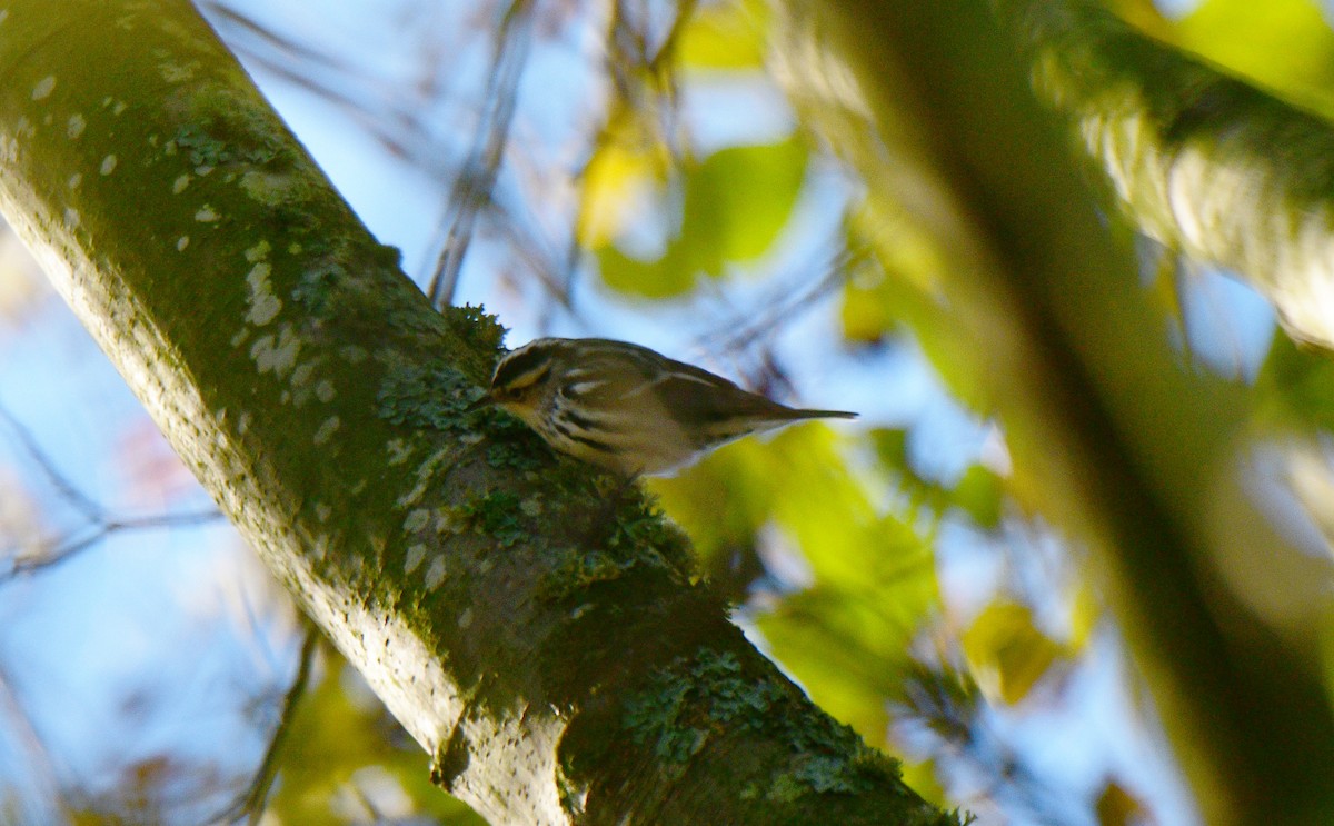 Black-and-white Warbler - ML611613352