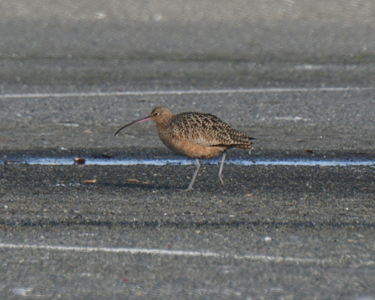 Long-billed Curlew - ML611613367