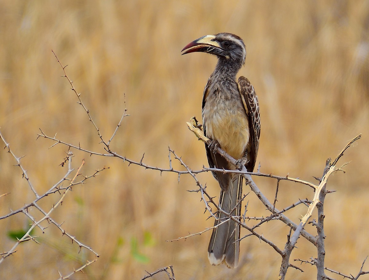 African Gray Hornbill - ML611613392