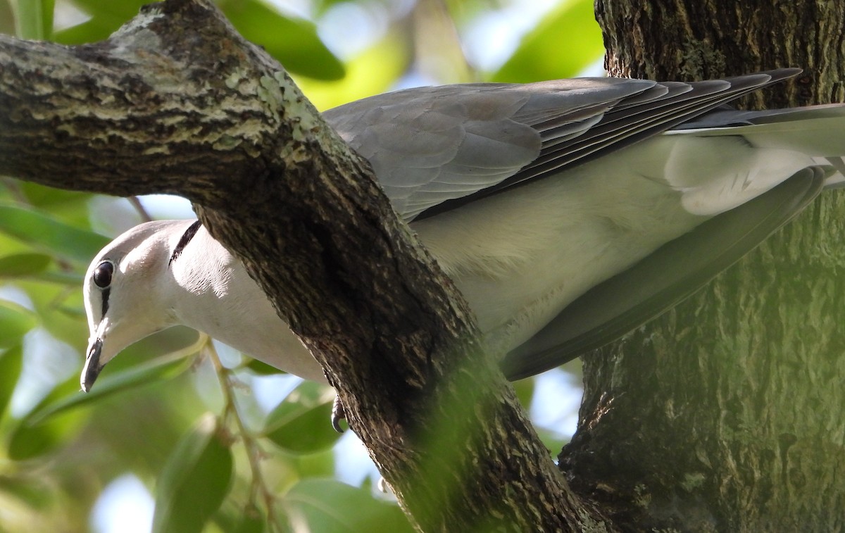 eBird Checklist - 26 Nov 2023 - Maramba River Lodge - 10 species