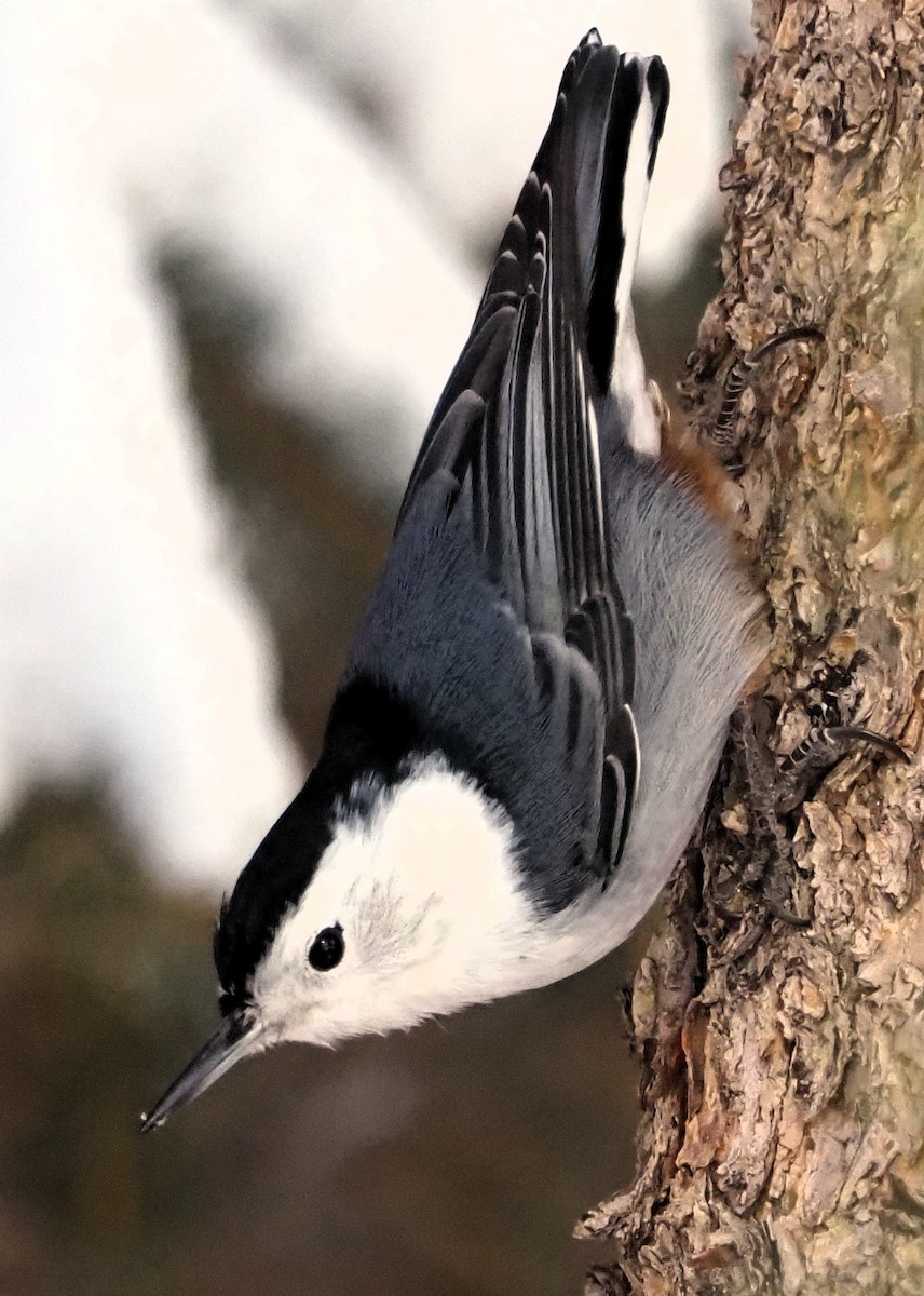White-breasted Nuthatch - ML611613580