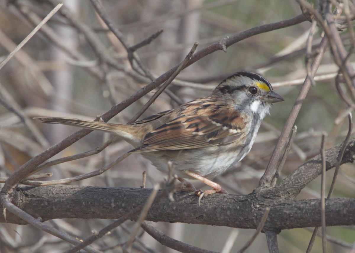 White-throated Sparrow - ML611613767