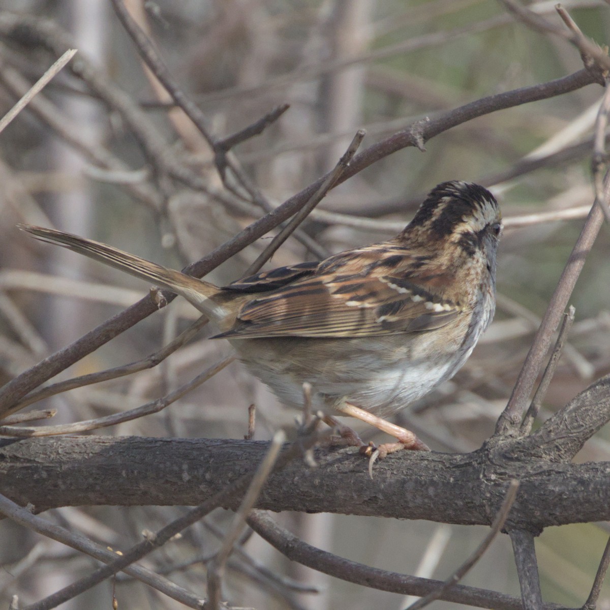 White-throated Sparrow - ML611613768