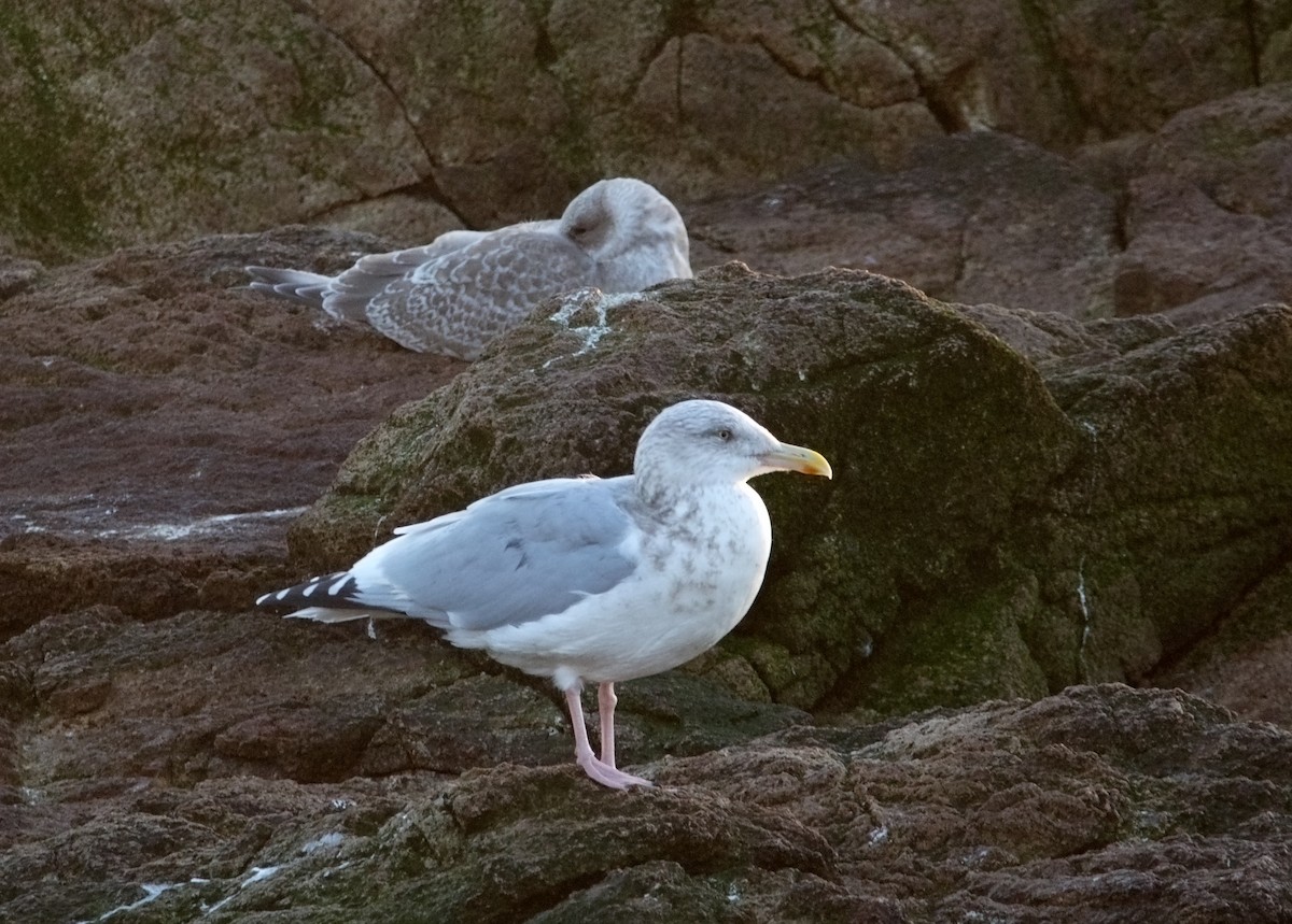 Herring Gull - ML611614072