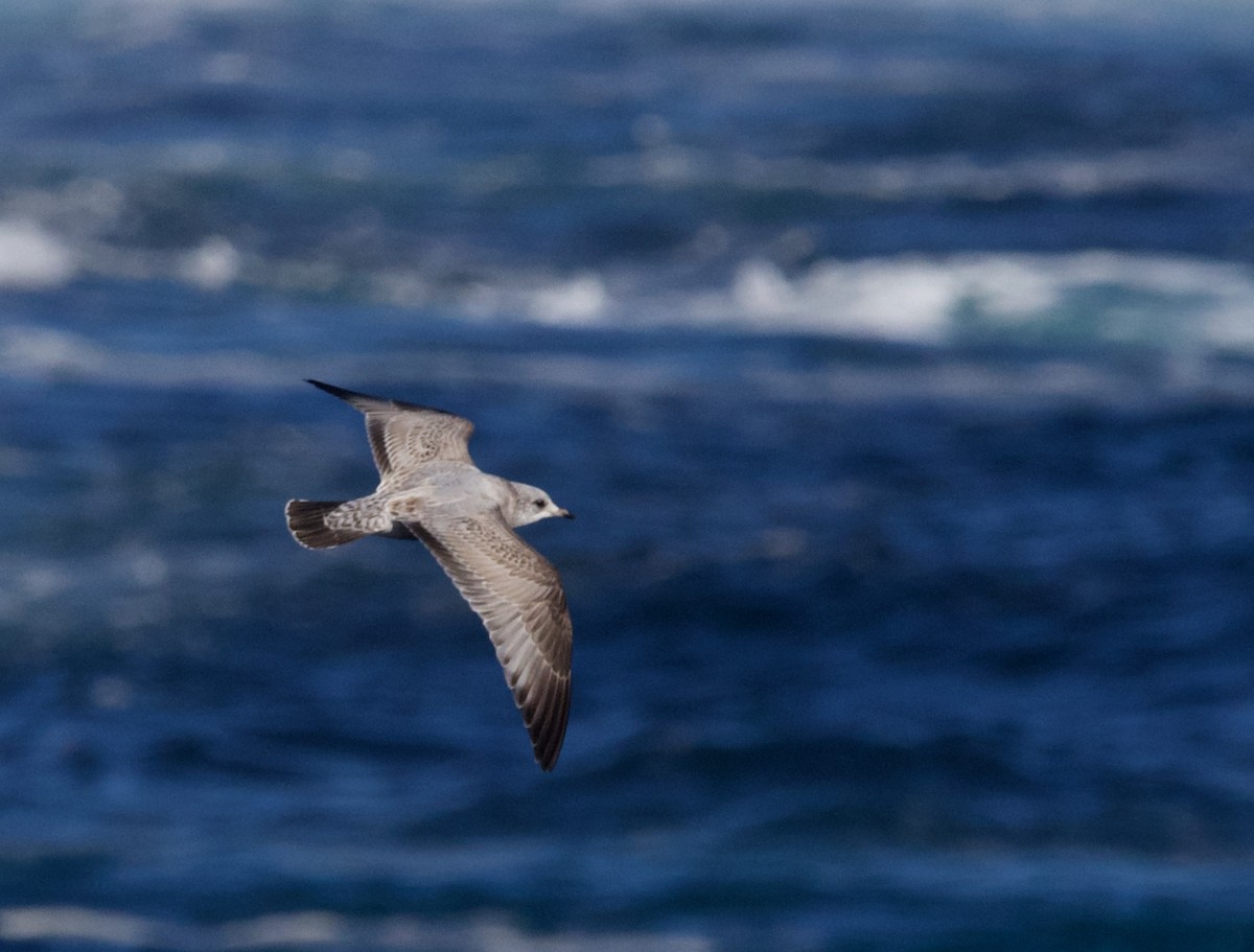 Short-billed Gull - ML611614084