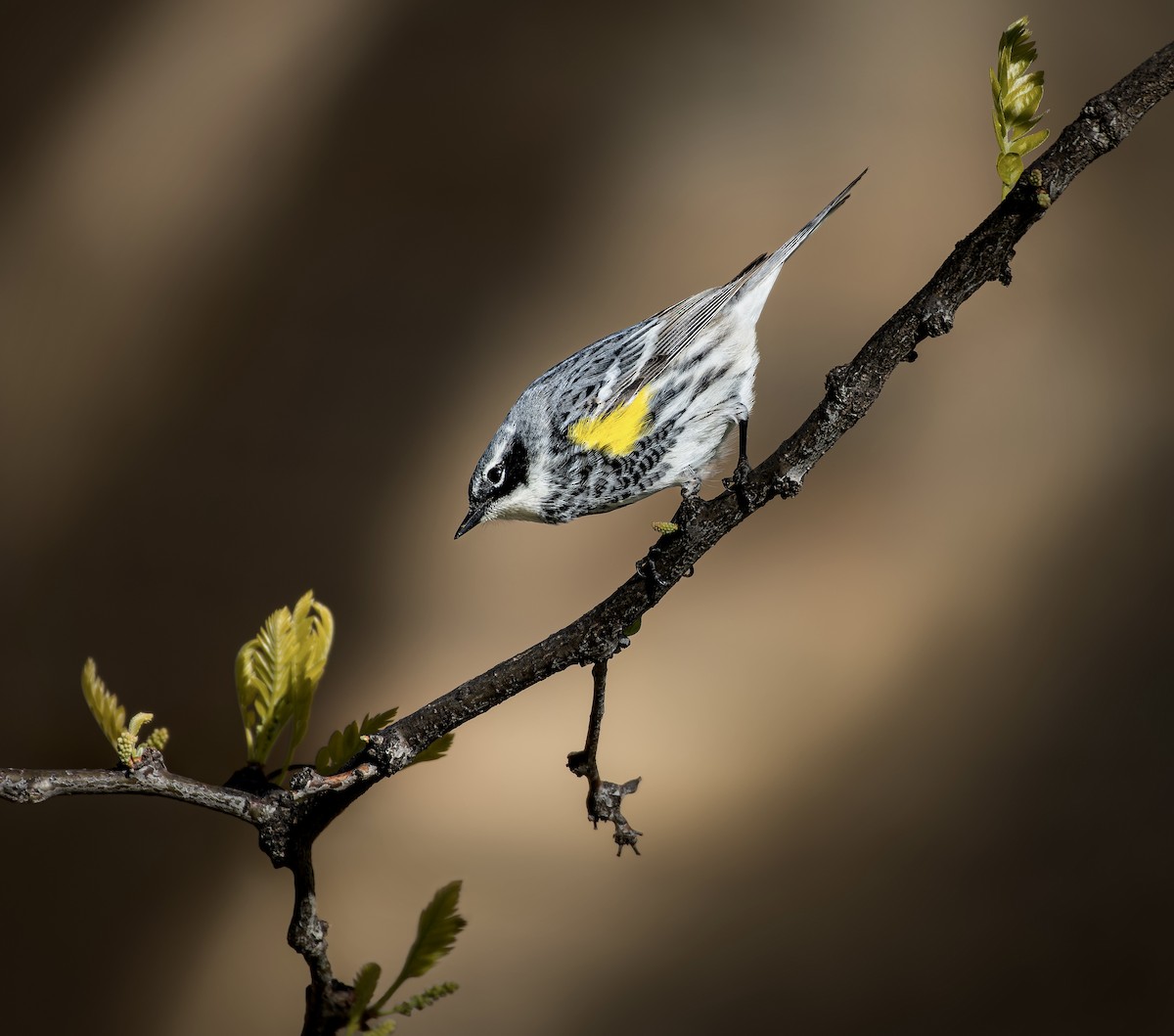 Yellow-rumped Warbler - ML611614214