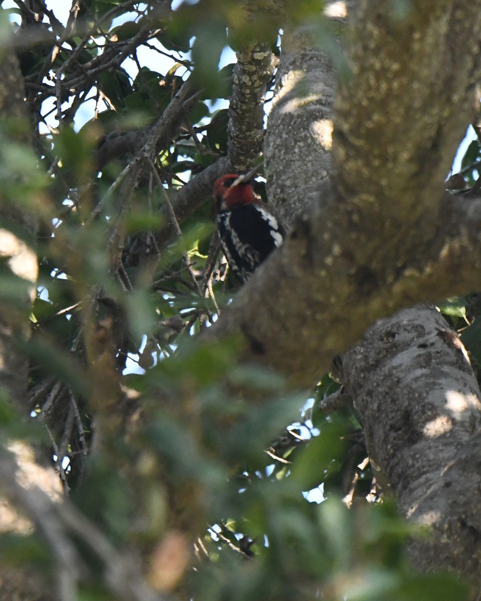 Red-breasted Sapsucker - ML611614241