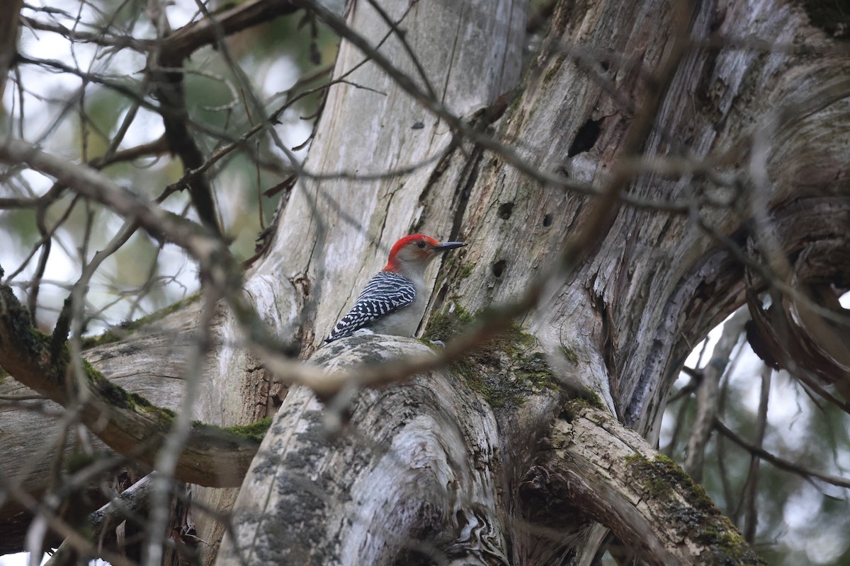 Red-bellied Woodpecker - ML611614348