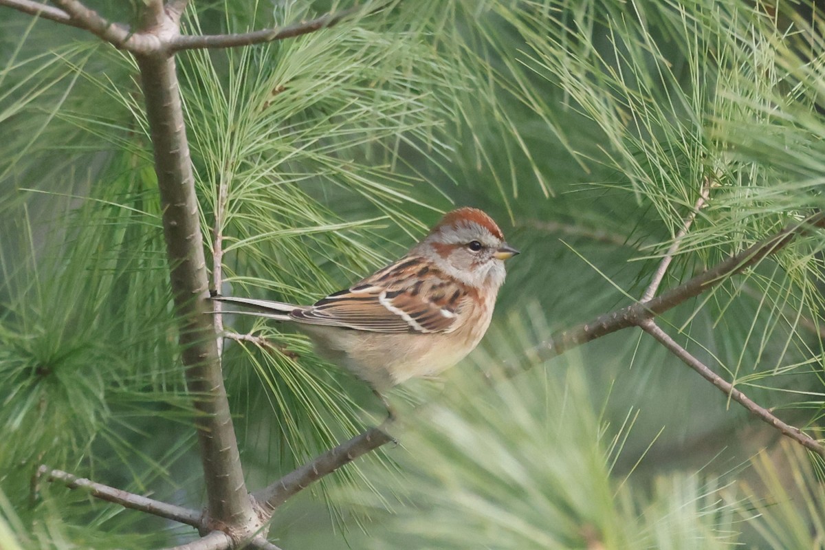 American Tree Sparrow - ML611614353