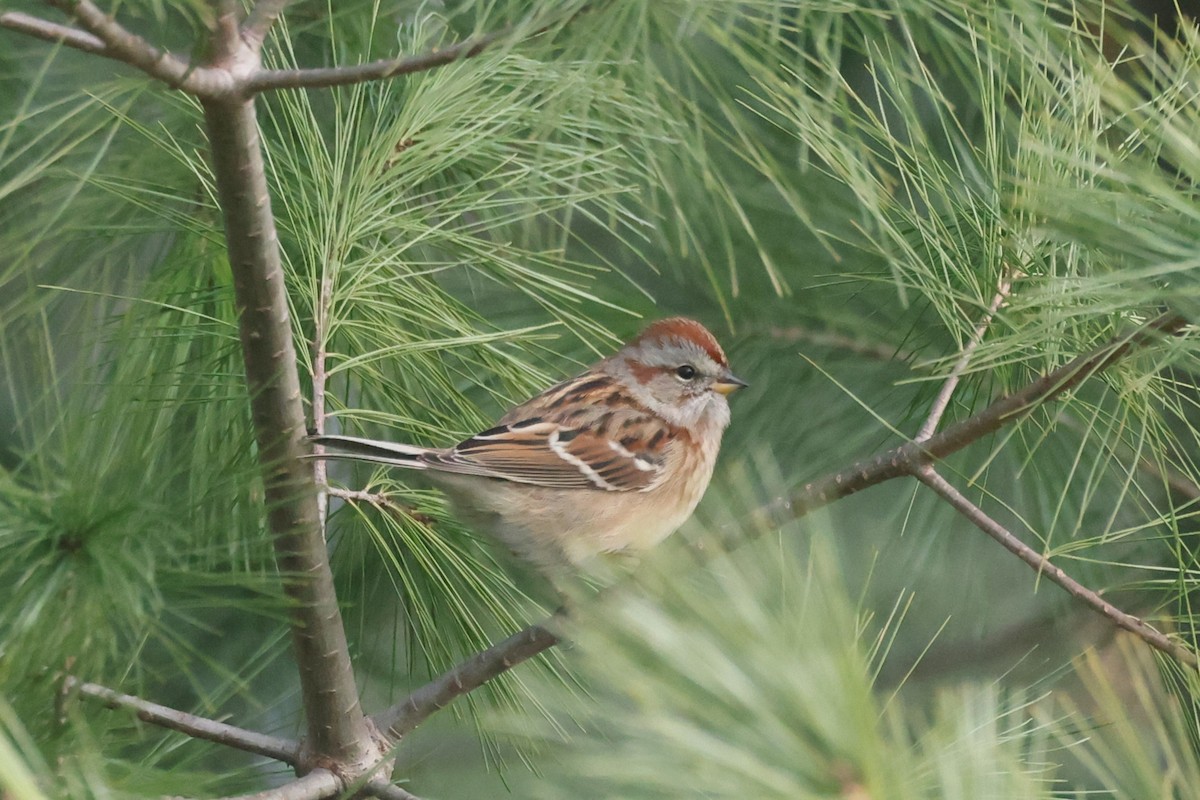 American Tree Sparrow - ML611614354