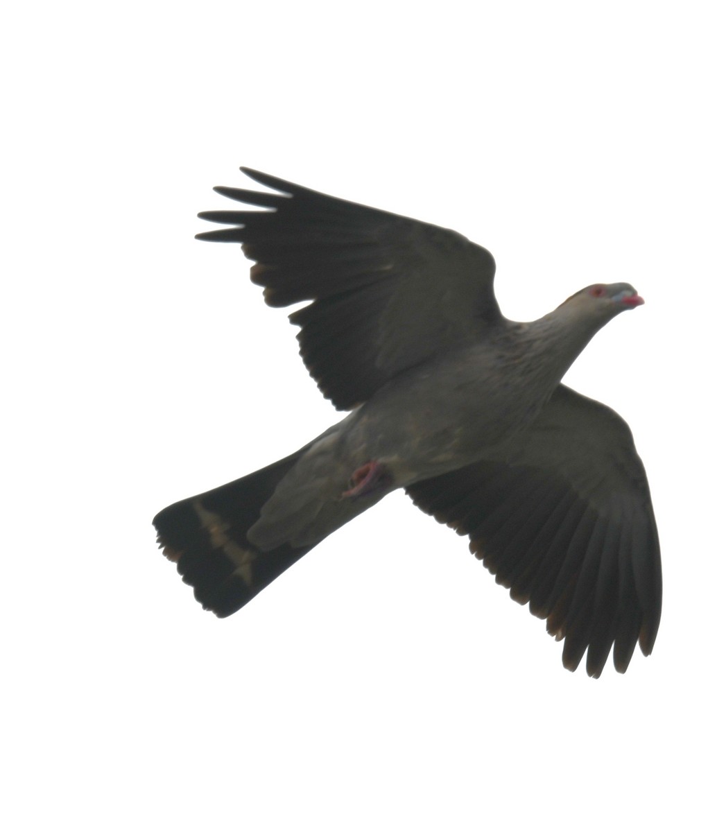 parykkdue - ML611614412