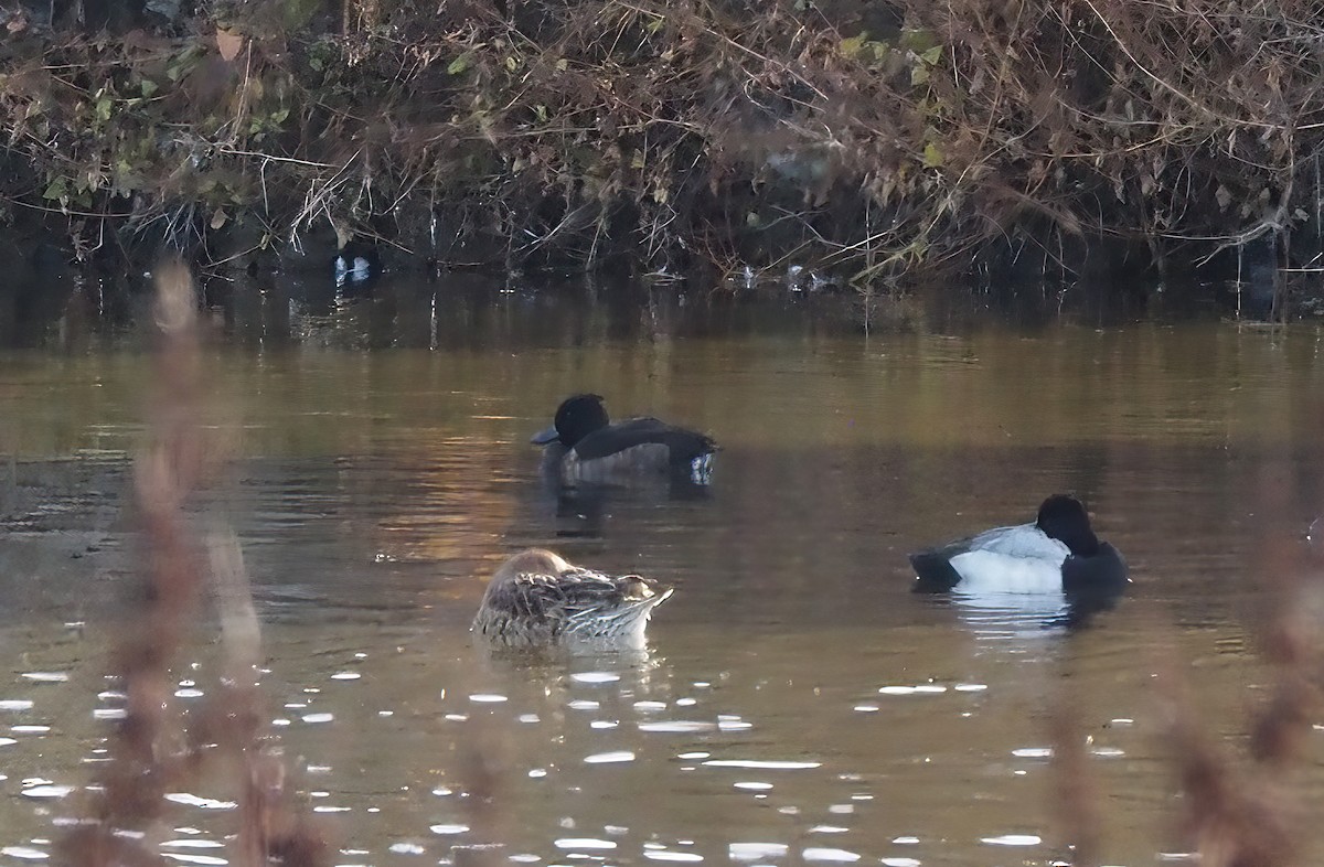 Tufted Duck - ML611614599