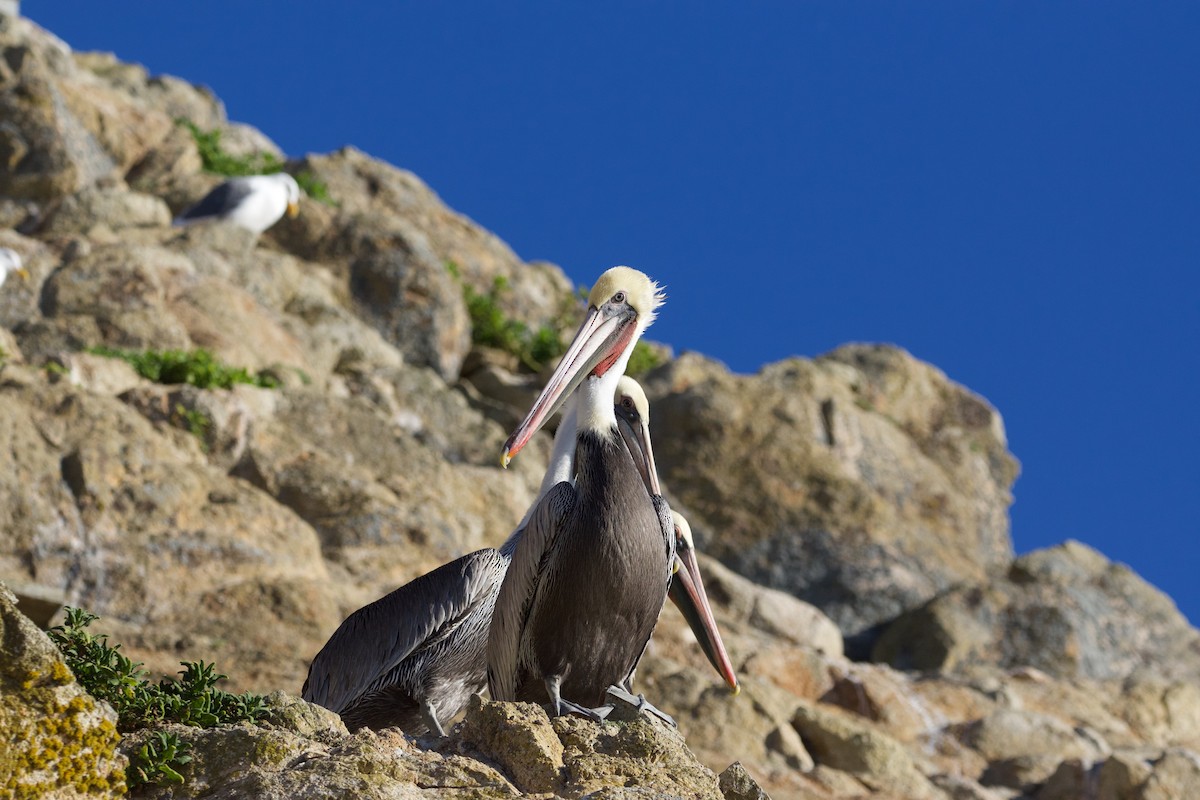 Brown Pelican - ML611614651