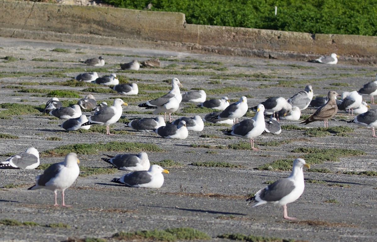 Western Gull - ML611614659