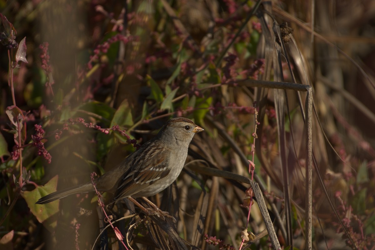 White-crowned Sparrow - ML611615323