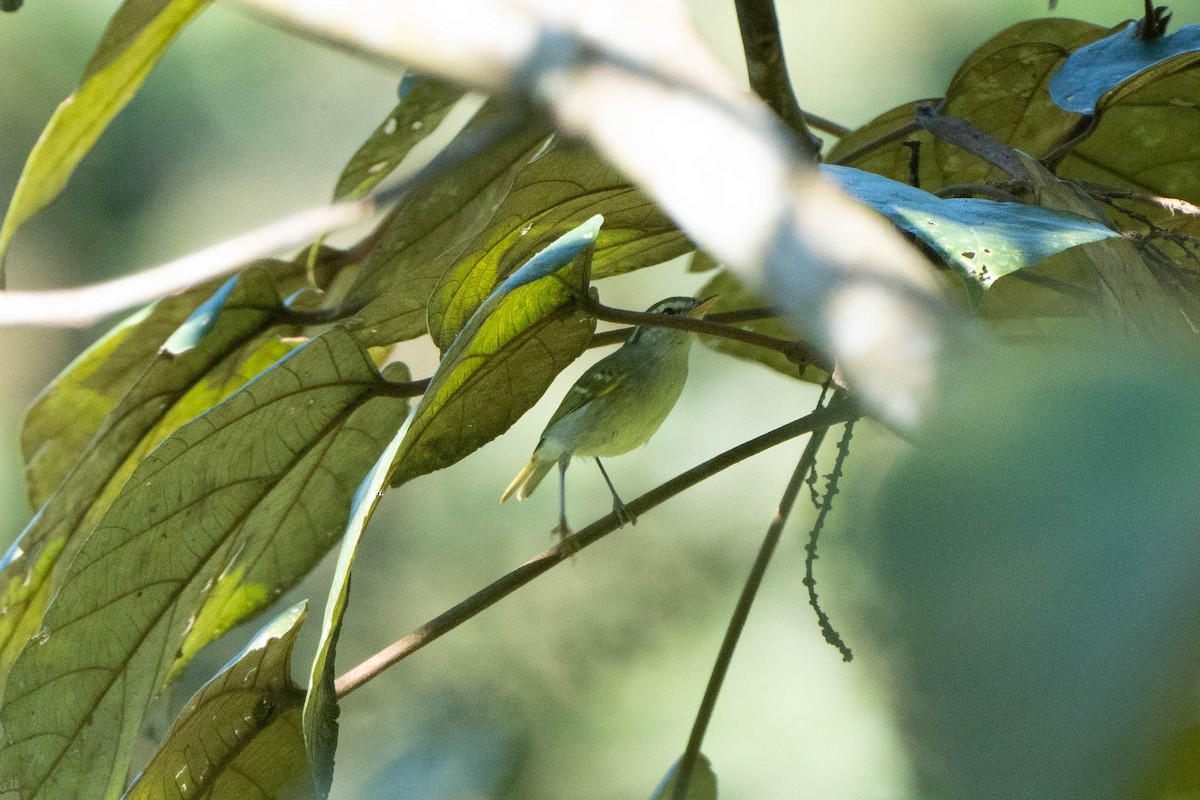 Blyth's Leaf Warbler - ML611615333