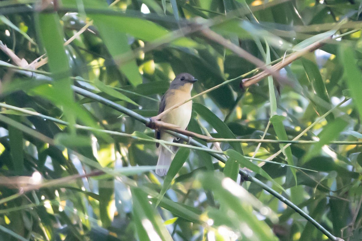 Pale-chinned Flycatcher - ML611615344