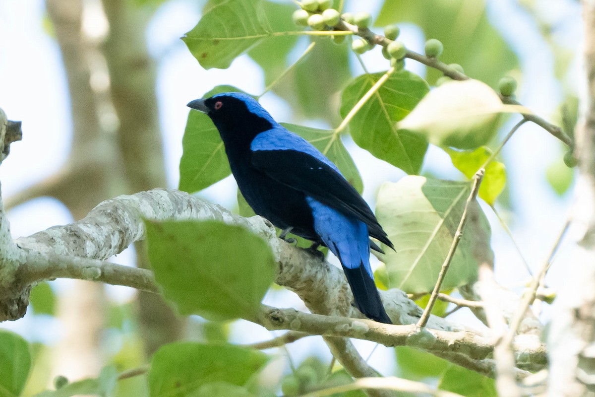 Asian Fairy-bluebird - ML611615360