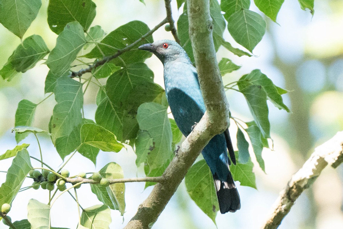 Asian Fairy-bluebird - ML611615363