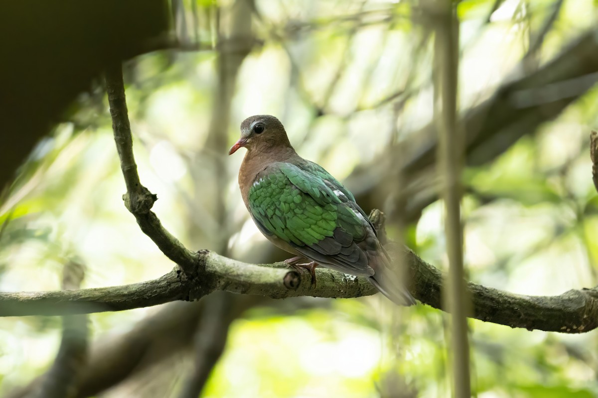 Asian Emerald Dove - ML611615566