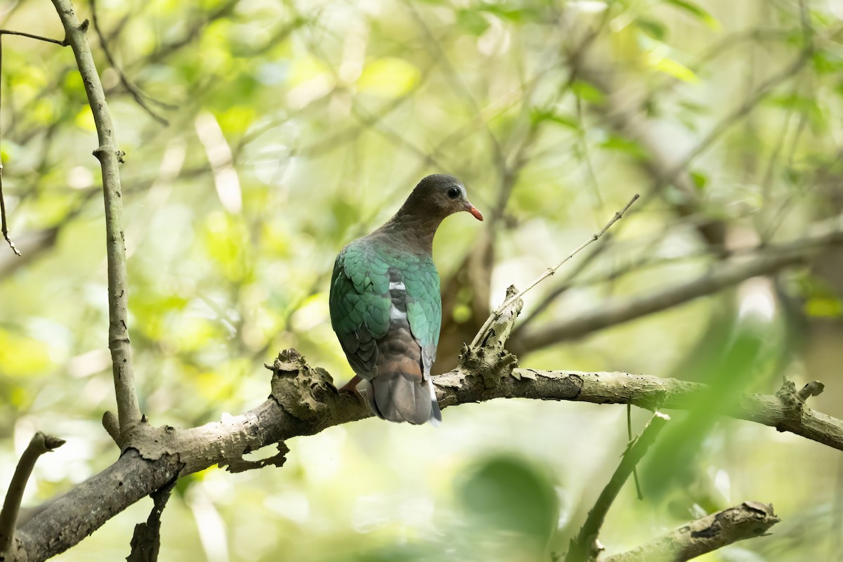Asian Emerald Dove - ML611615567