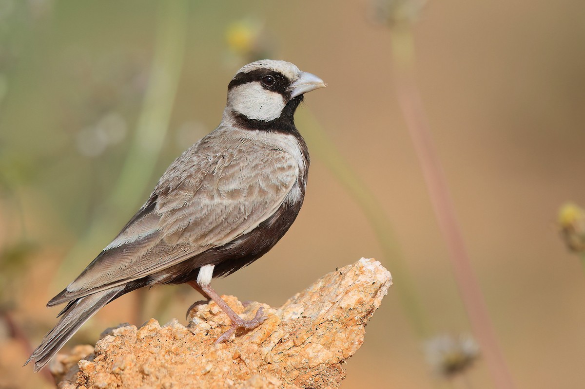 Ashy-crowned Sparrow-Lark - ML611615681