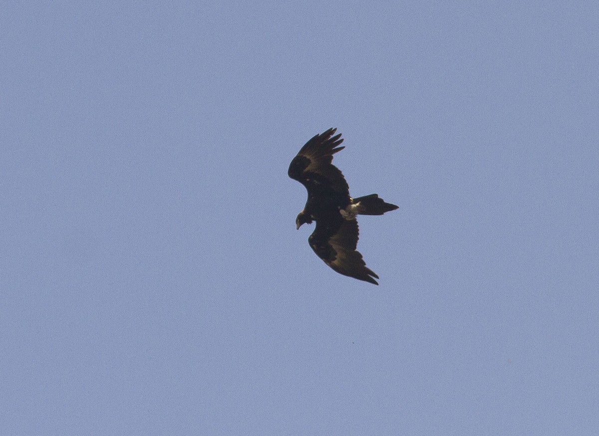Wedge-tailed Eagle - ML611615841