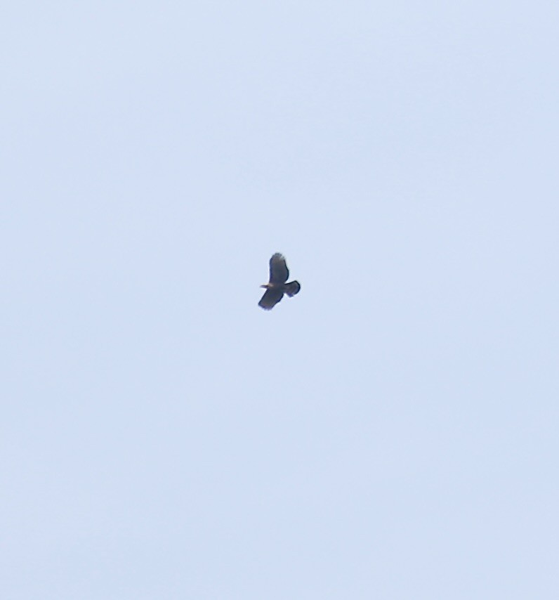 Mountain Hawk-Eagle - ML611615998