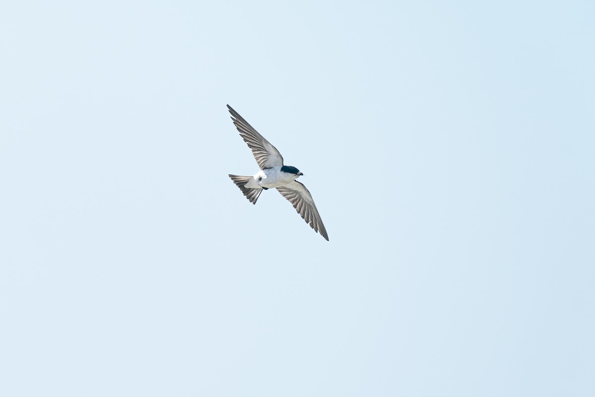 White-winged Swallow - Jérémy Calvo