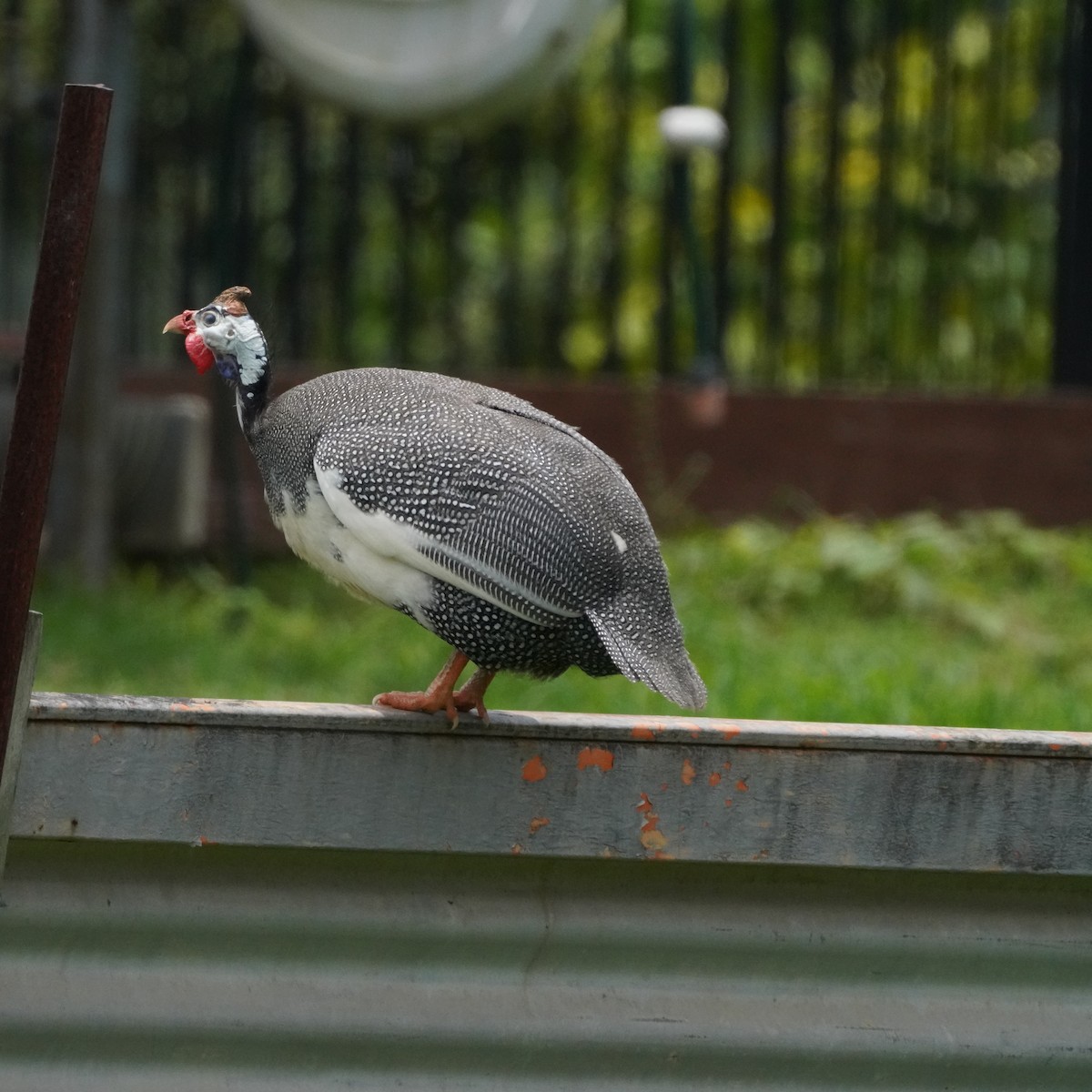 eBird Checklist - 27 Nov 2023 - Greenfield Turf Farm (Cribb Rd ...