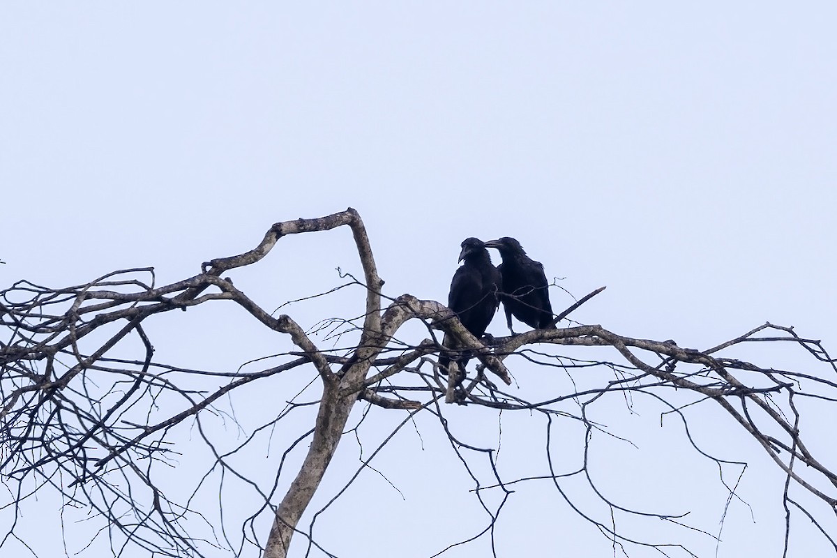 Slender-billed Crow (Sunda) - ML611616793