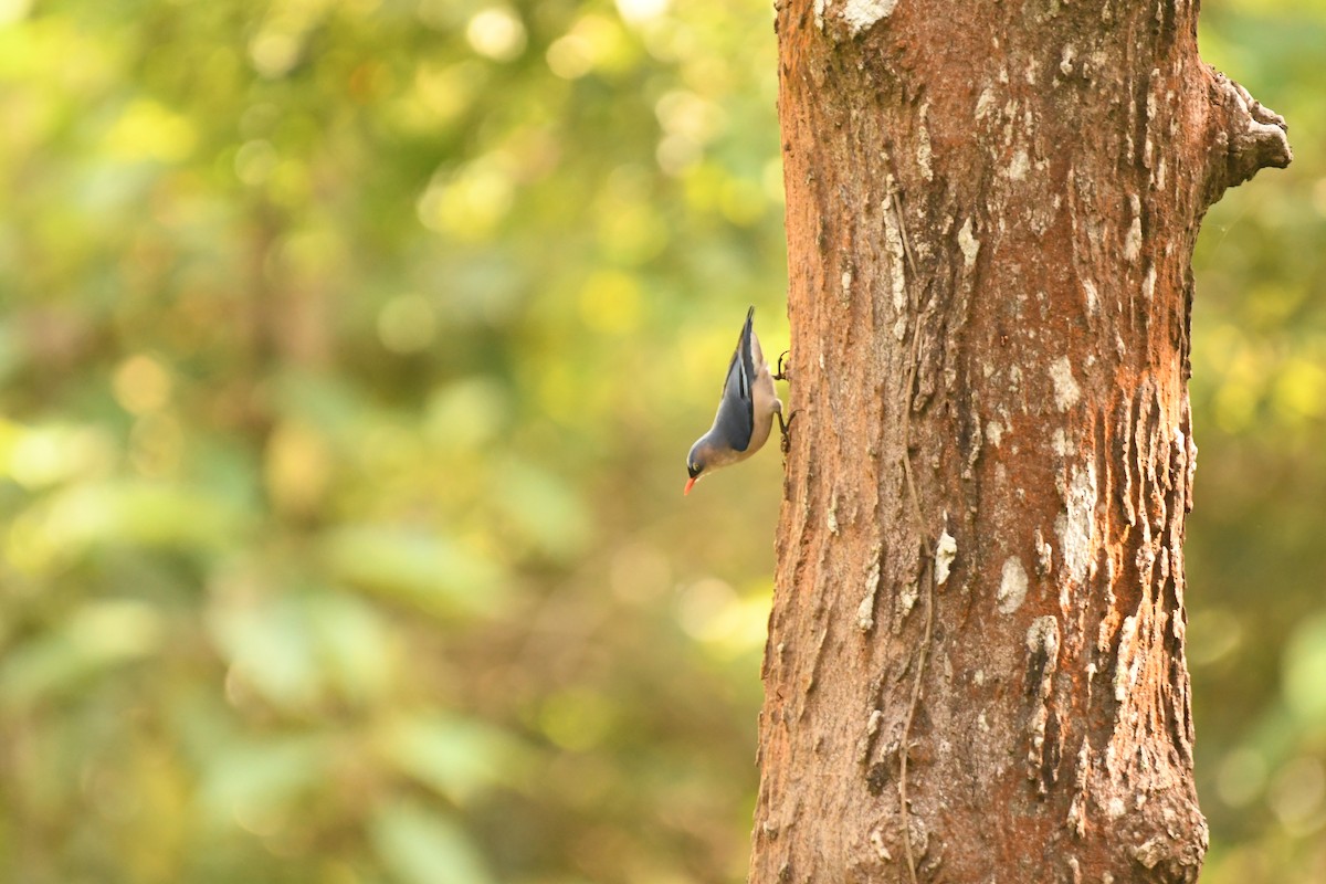 Velvet-fronted Nuthatch - ML611616802