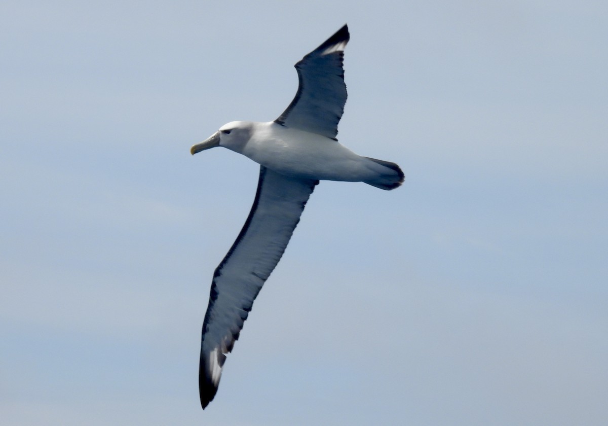White-capped Albatross (cauta) - ML611616834