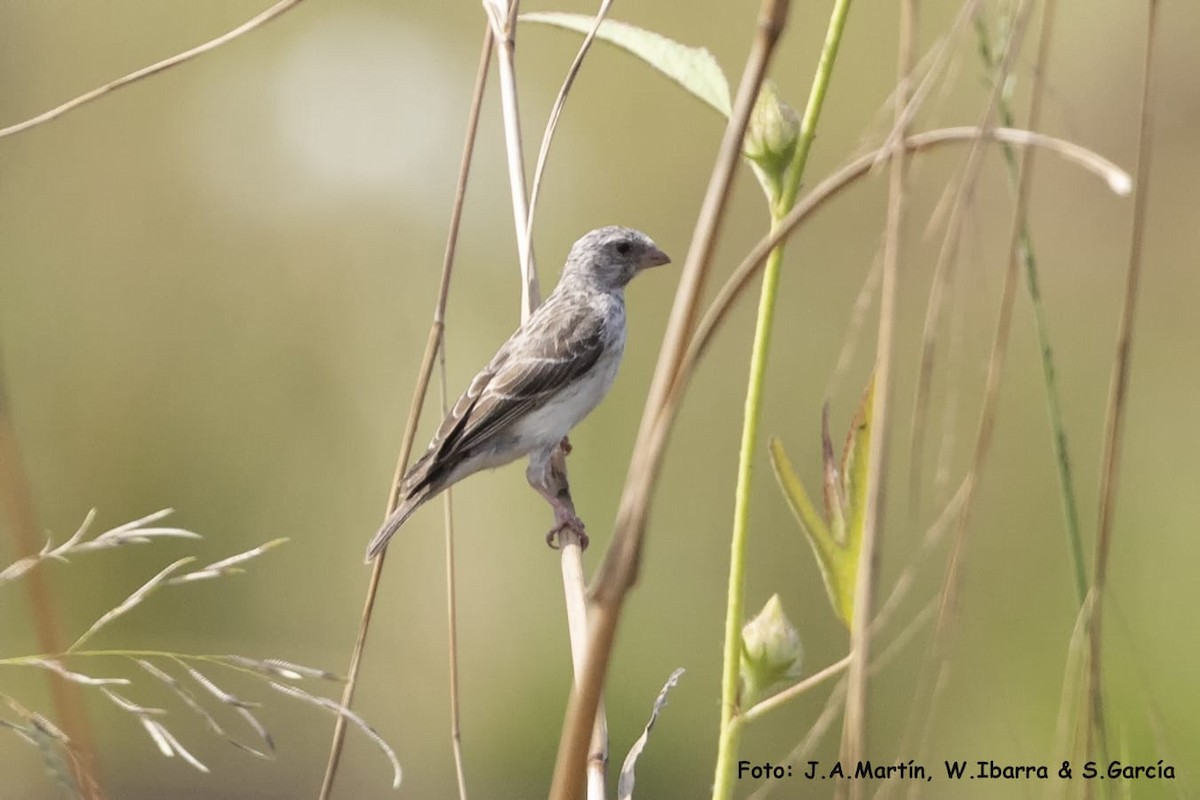 White-rumped Seedeater - ML611617273