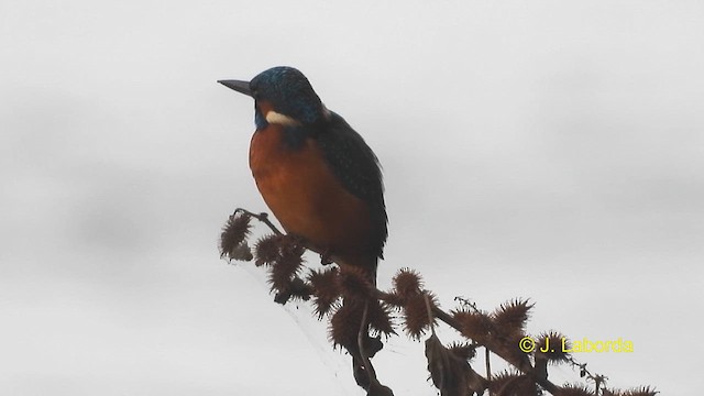 Common Kingfisher - ML611617325
