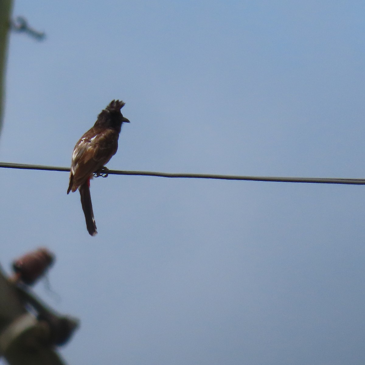 Red-vented Bulbul - ML611617565