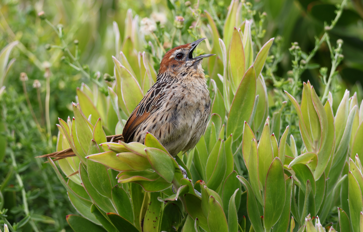 Cape Grassbird - Zoë Lunau