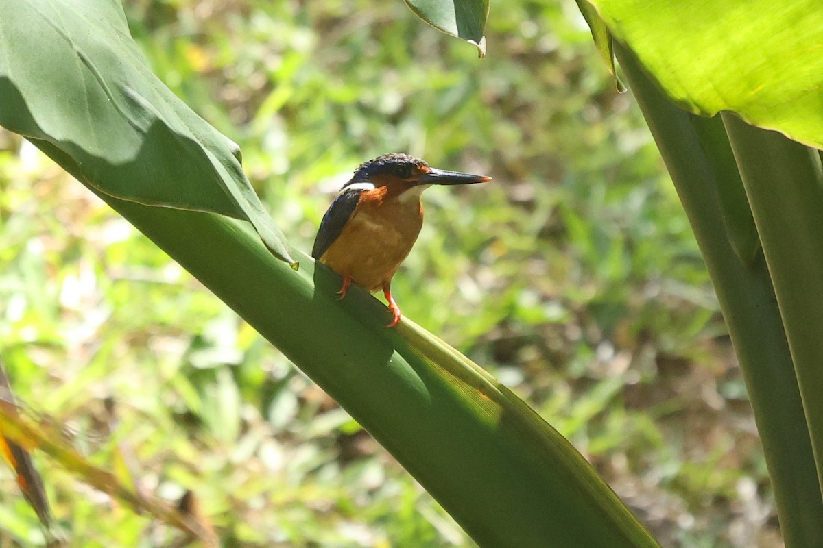 Malagasy Kingfisher - ML611617658