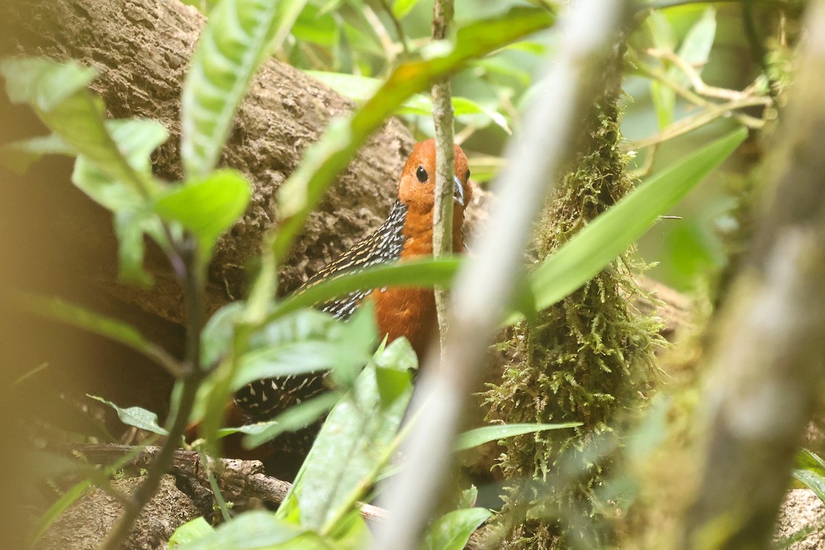 Madagascar Flufftail - Daniel Engelbrecht - Birding Ecotours