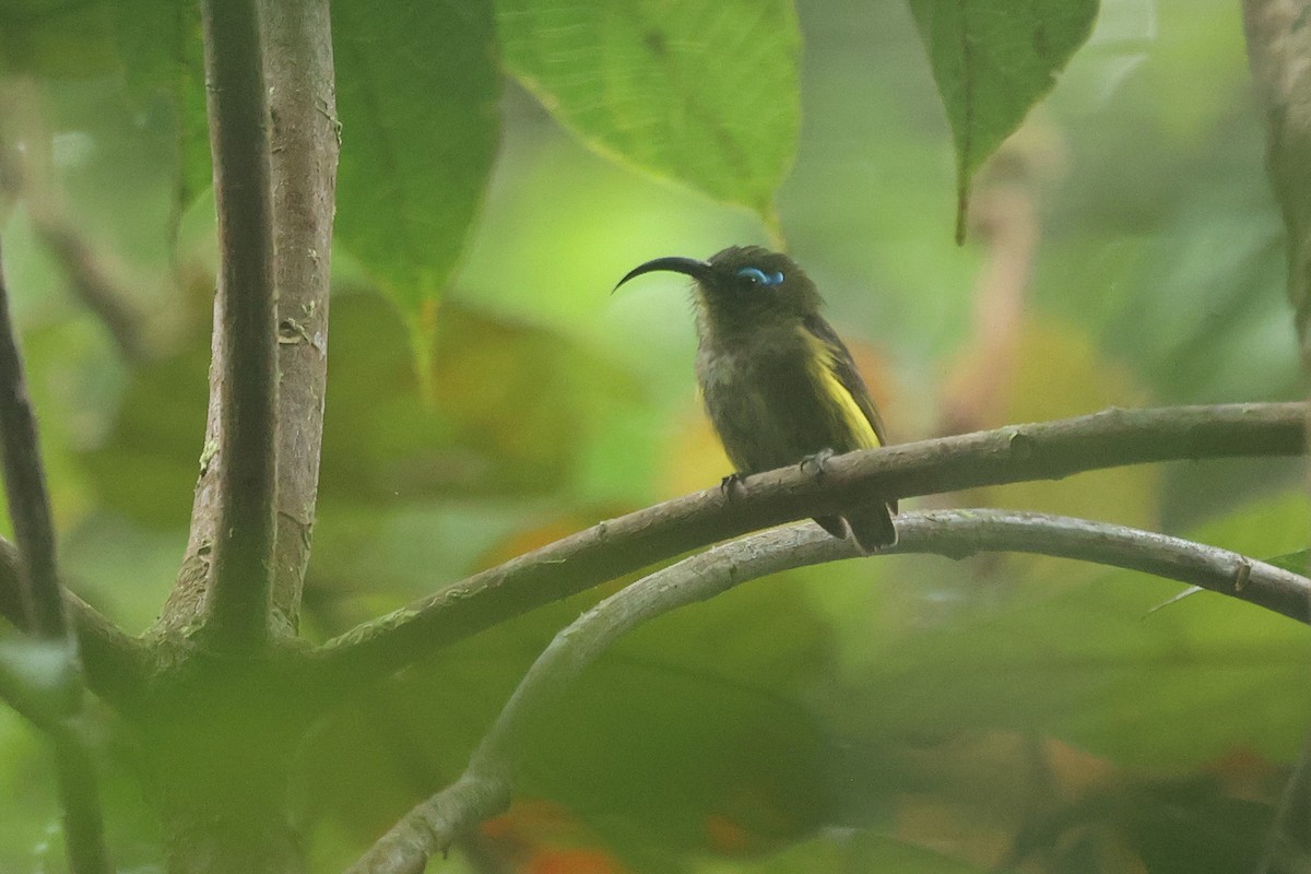 Common Sunbird-Asity - Daniel Engelbrecht - Birding Ecotours