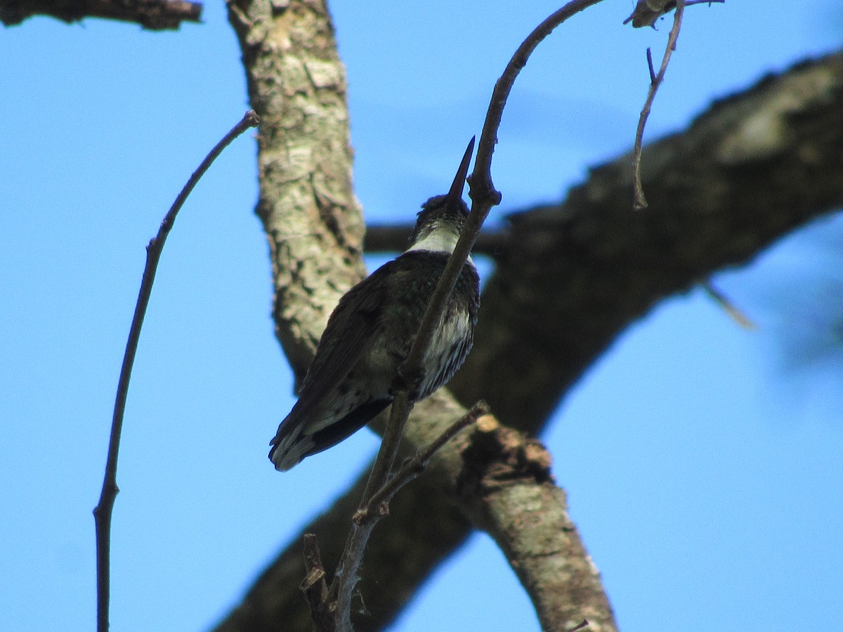 White-throated Hummingbird - ML611617891