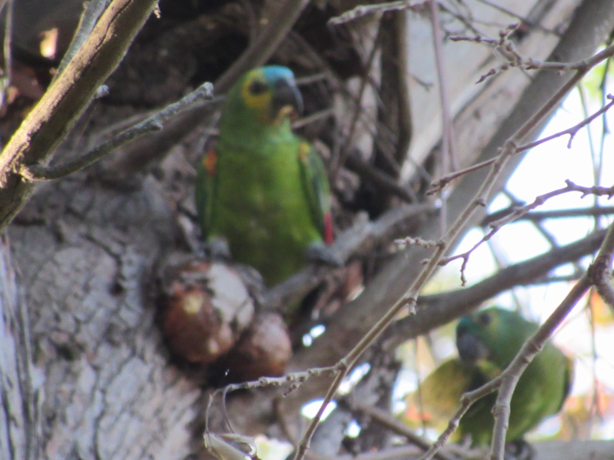 Turquoise-fronted Parrot - ML611617907