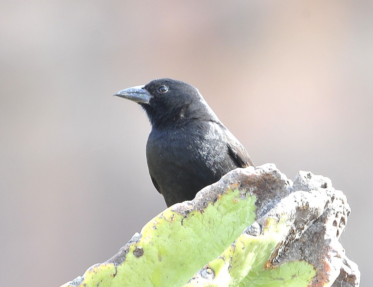 Bolivian Blackbird - ML611617956