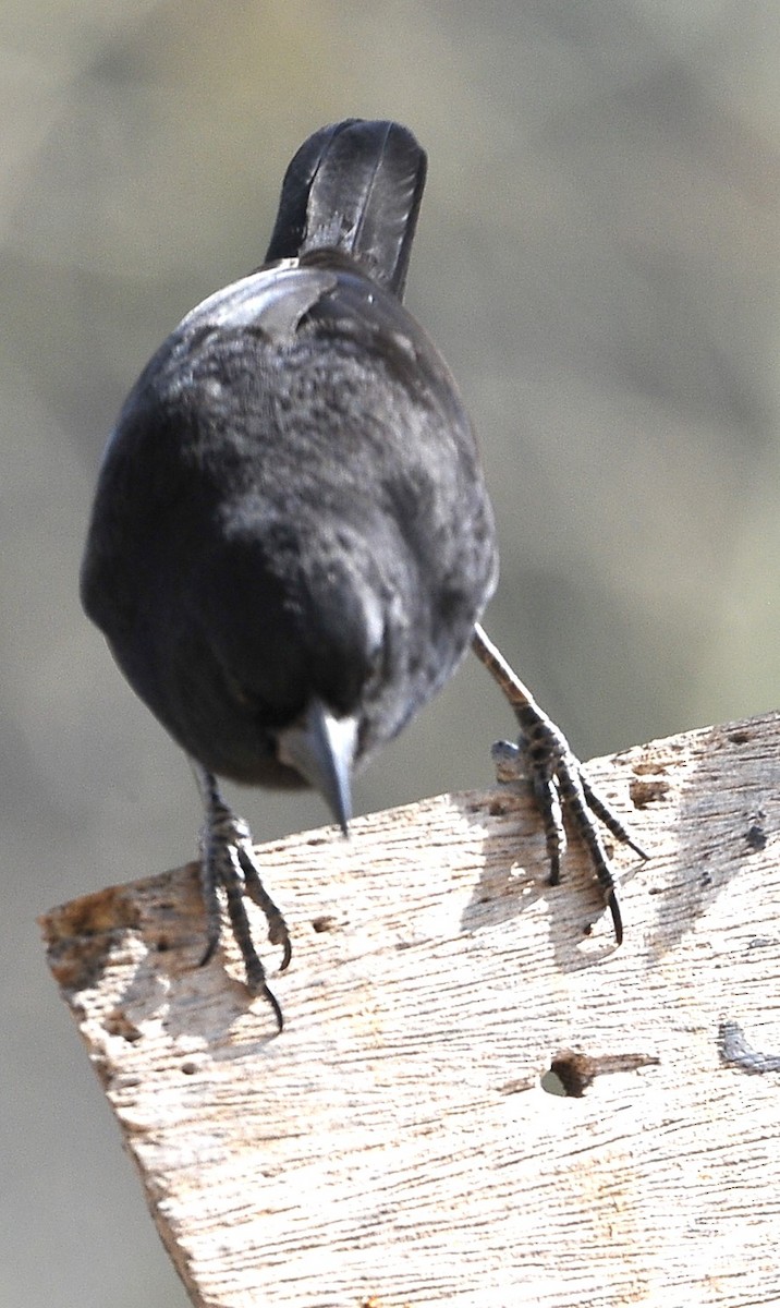 Bolivian Blackbird - ML611617962