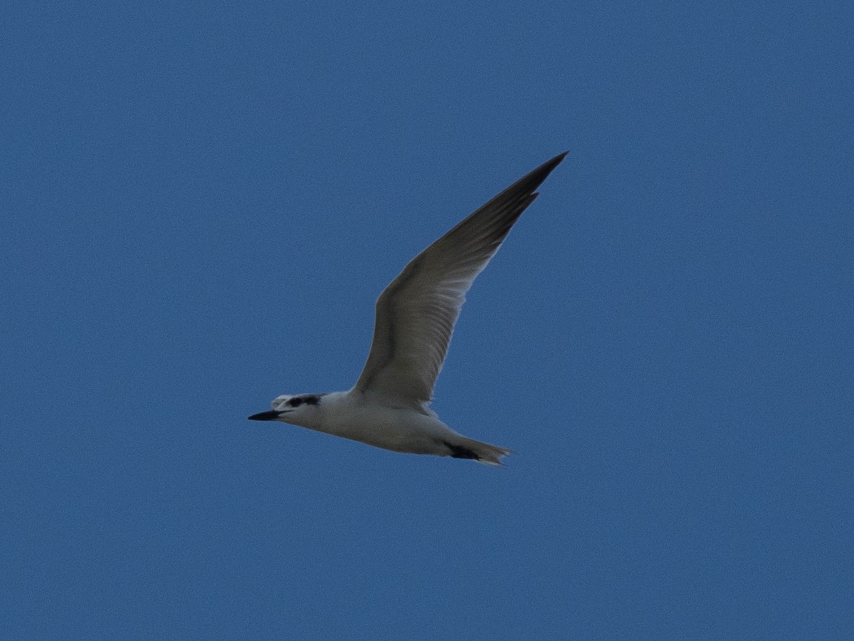 Gull-billed Tern - ML611617979