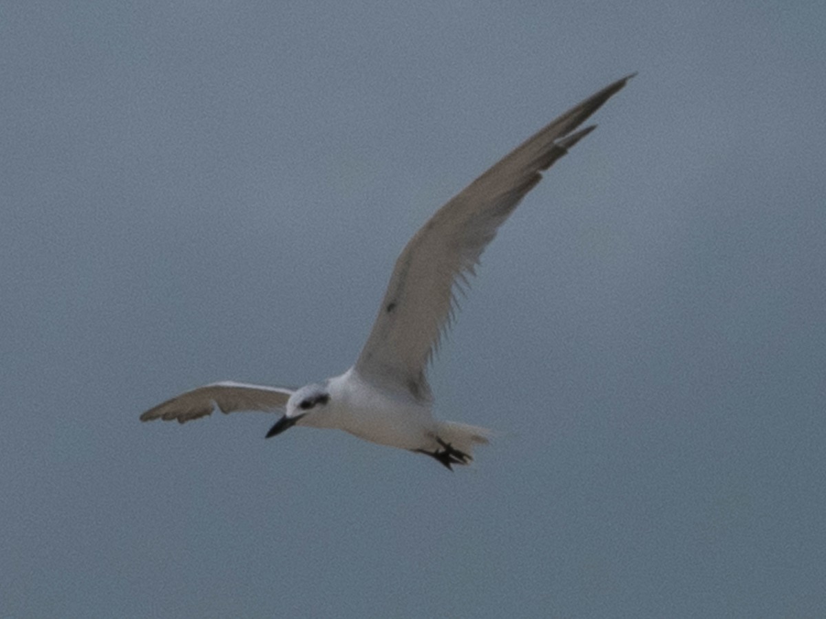Gull-billed Tern - ML611617981