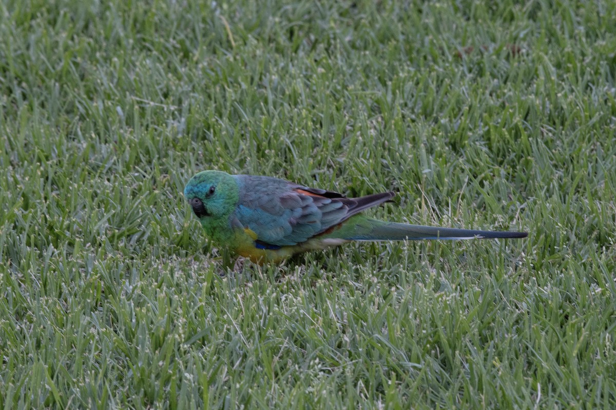Red-rumped Parrot - ML611618019