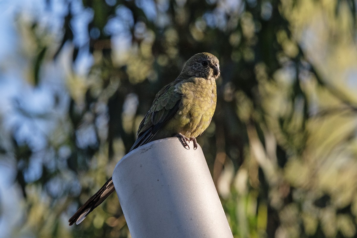 Red-rumped Parrot - ML611618021
