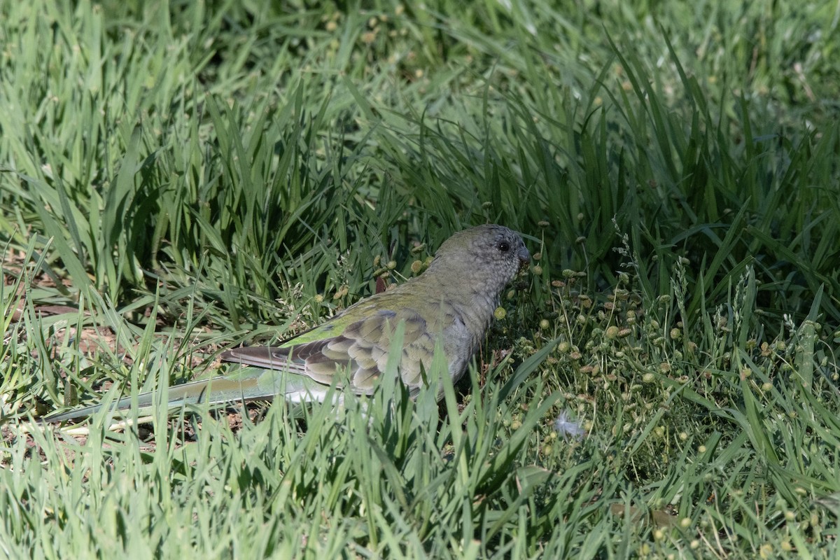 Red-rumped Parrot - ML611618026